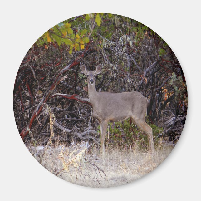 Friedlich.... Magnet (Vorne)