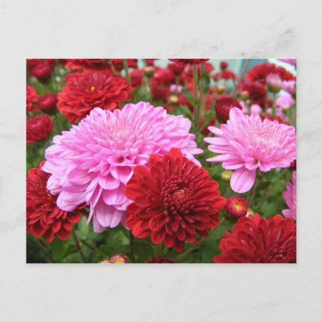 Friedlich Morning Glory Postkarte (Vorderseite)