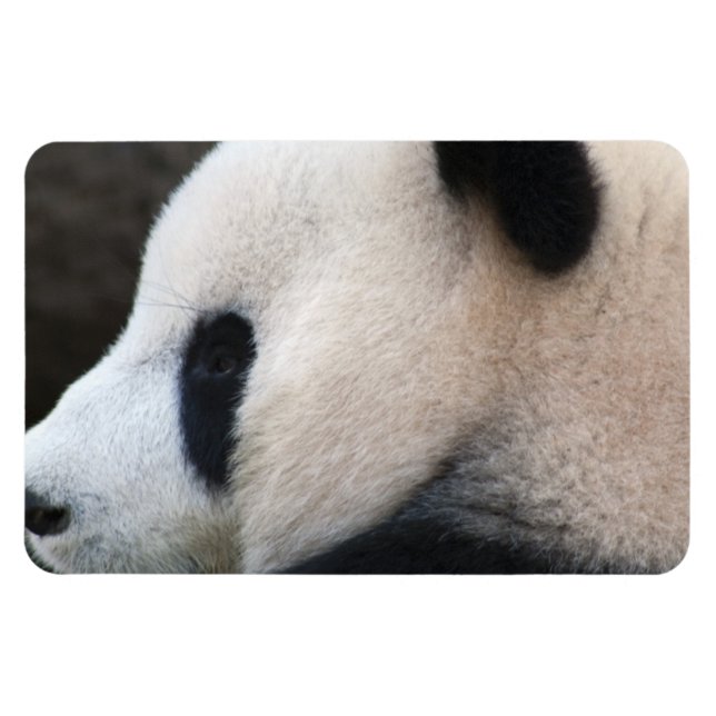 Friedlich Panda Magnet (Horizontal)