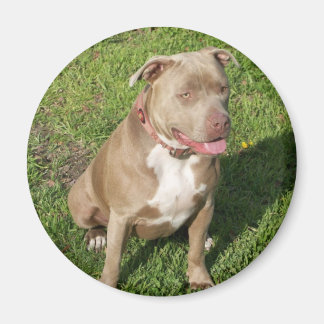 Friedlich Pitbull Magnet