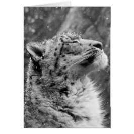 Friedlich Snow Leopard