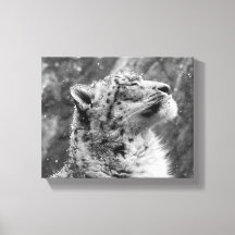 Friedlich Snow Leopard
