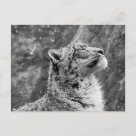 Friedlich Snow Leopard Postkarte
