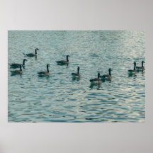 Friedliche Enten auf dem Wasser Fotografie Poster