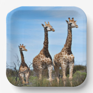 Friedliche Giraffenfamilie auf einem Hügel Pappteller