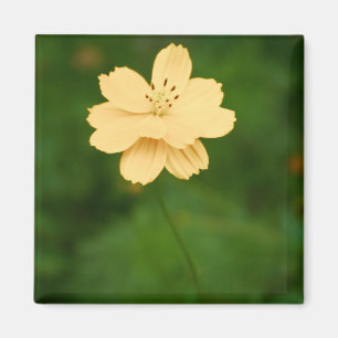 Friedliche Harmonie Magnet
