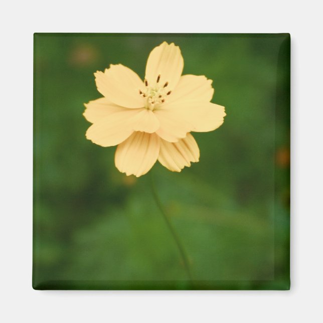 Friedliche Harmonie Magnet (Vorne)