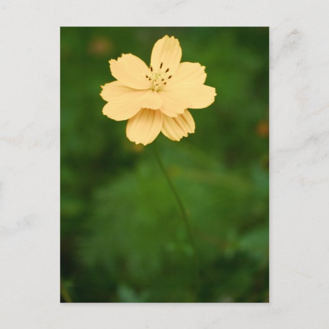 Friedliche Harmonie Postkarte (Vorderseite)