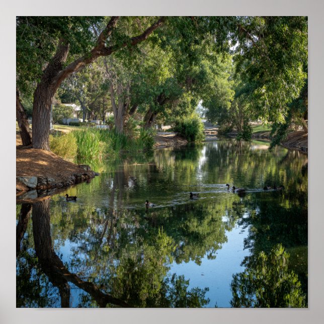 Friedliche Pond Reflections - Der Spiegel der Natu Poster (Vorne)
