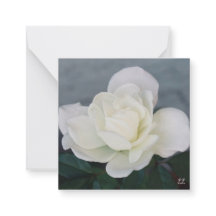 Friedliche Rose