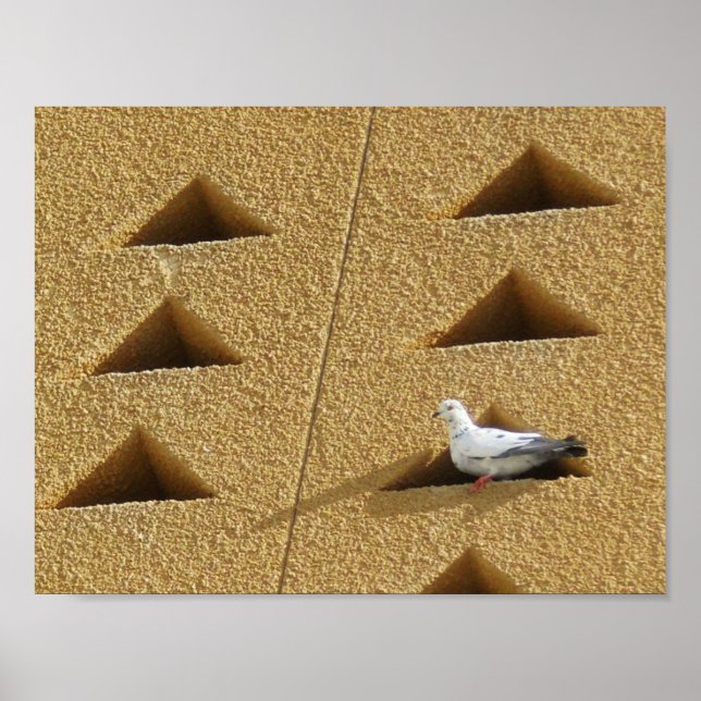 Friedliche Taube Poster (Vorne)