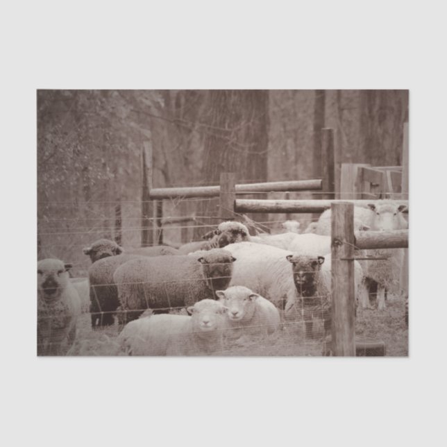 Friedliche, Zehenverriegelung Seidenpapier (Vorderseite)