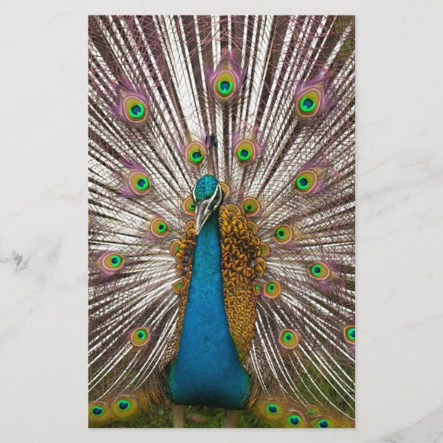Friedlicher Pfau Briefpapier (Vorderseite)