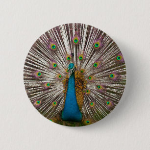 Friedlicher Pfau Button