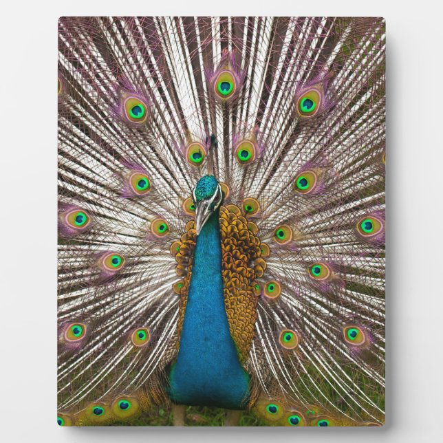 Friedlicher Pfau Fotoplatte (Vorderseite)