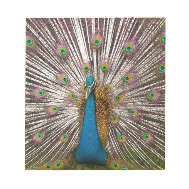 Friedlicher Pfau Notizblock (Vorderseite)