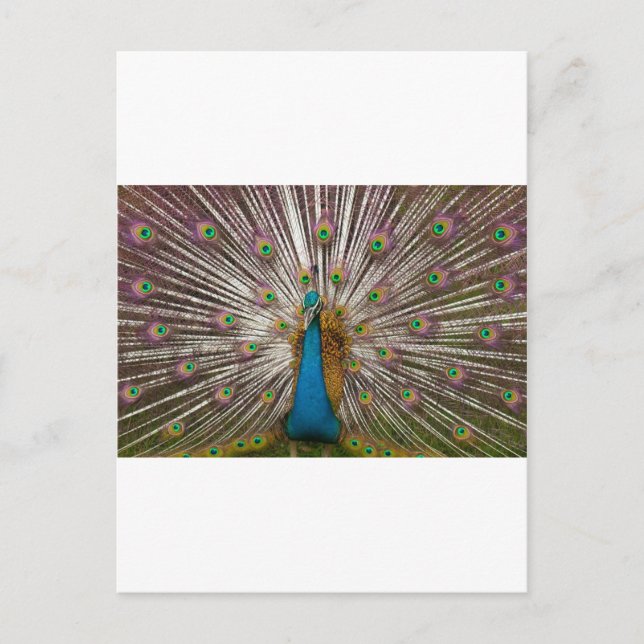 Friedlicher Pfau Postkarte (Vorderseite)