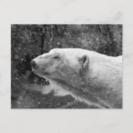 Friedlicher Polar Postkarte