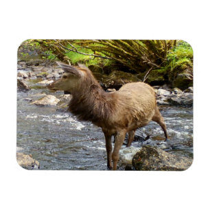 Friedlicher Rothirsch Waldlandschaft Wildnis Szene Magnet