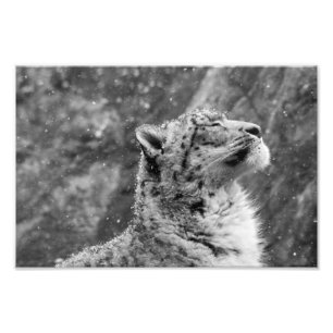 Friedlicher Schnee-Leopard Fotodruck