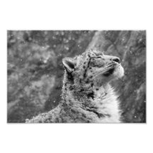Friedlicher Schneeleopard