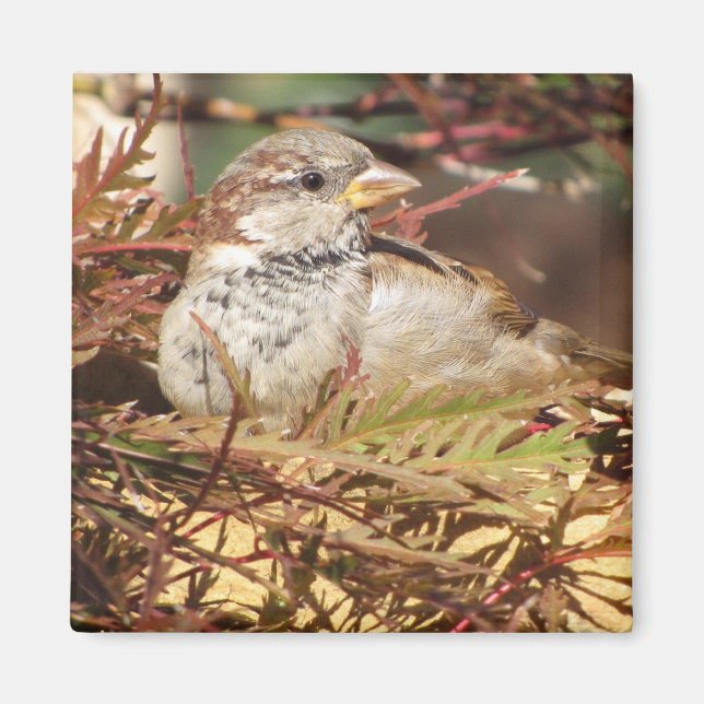 Friedlicher Sparrow Magnet (Vorne)