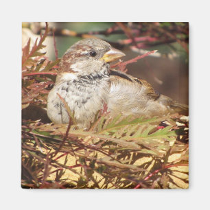 Friedlicher Spatz Magnet