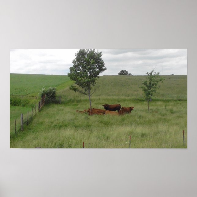 Friedlicher Tag in Wisconsin Kuhfotografie-Poster Poster (Vorne)