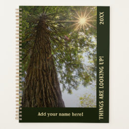 Friedlicher Wald mit goldenem Licht Planer