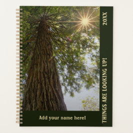 Friedlicher Wald mit goldenem Licht Planer