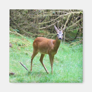 Friedlicher Wald Sanfter Bock Zarte Geweihe Ruhige Magnet