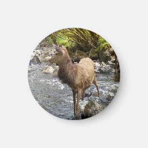 Friedliches Junges Rotwild Land Gegend Tier Fluss Magnet
