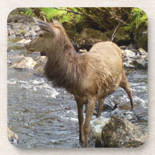Friedliches Junges Rotwildhirsch Fluss Waldszene 6 Getränkeuntersetzer