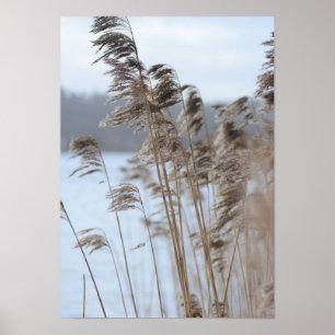 Friedliches landschaftliches Winter See-Gras-Foto Poster
