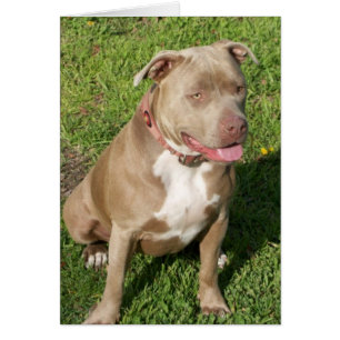 Friedliches Pitbull