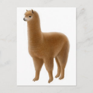 Friendly Brown Alpaca Postcard Postkarte