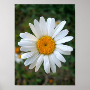 Friendly Daisy Poster