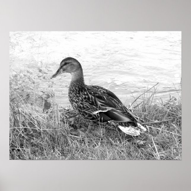 Friendly Duck Poster (Vorne)