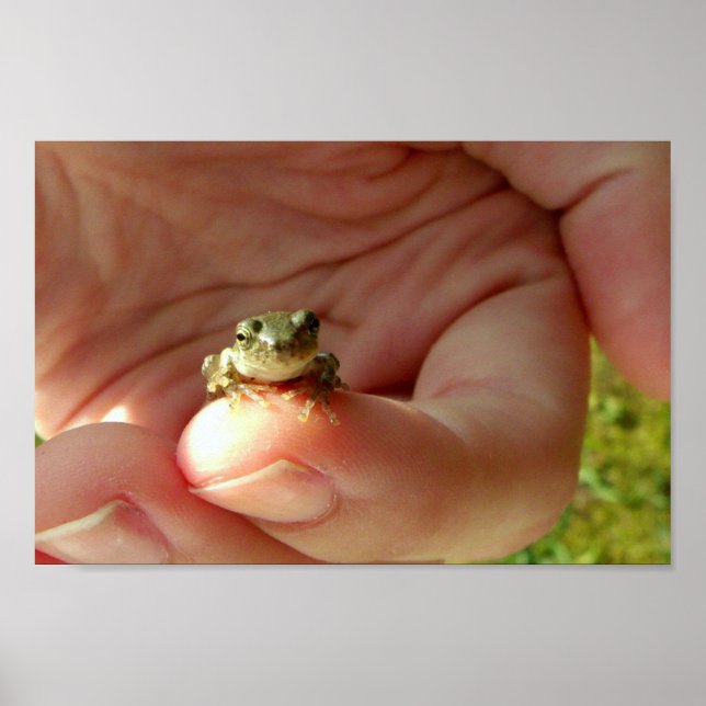 Friendly Frog on a Finger Poster (Vorne)