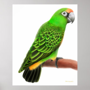 Friendly Jardines Parrot Print Poster