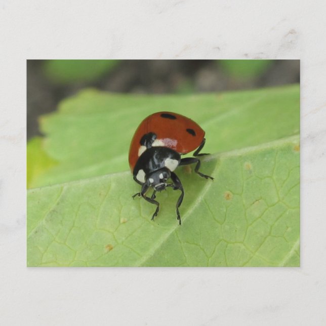 Friendly Ladybug Postcard Postkarte (Vorderseite)