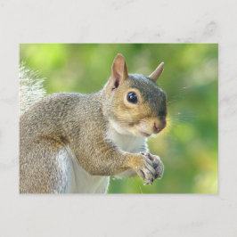 Friendly Little Squirrel Postcard Postkarte