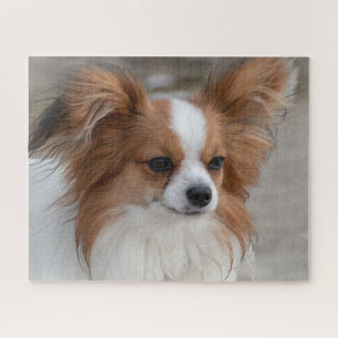 Friendly Papillon Puppy Dog