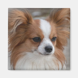 Friendly Papillon Puppy Dog Magnet