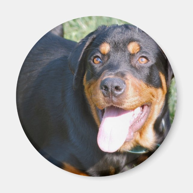 Friendly Rottweiler Magnet (Vorne)