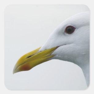 Friendly Seagull? Quadratischer Aufkleber