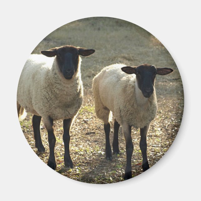Friendly Suffolk Sheep Barnyard Pasta Late Sun Magnet (Vorne)