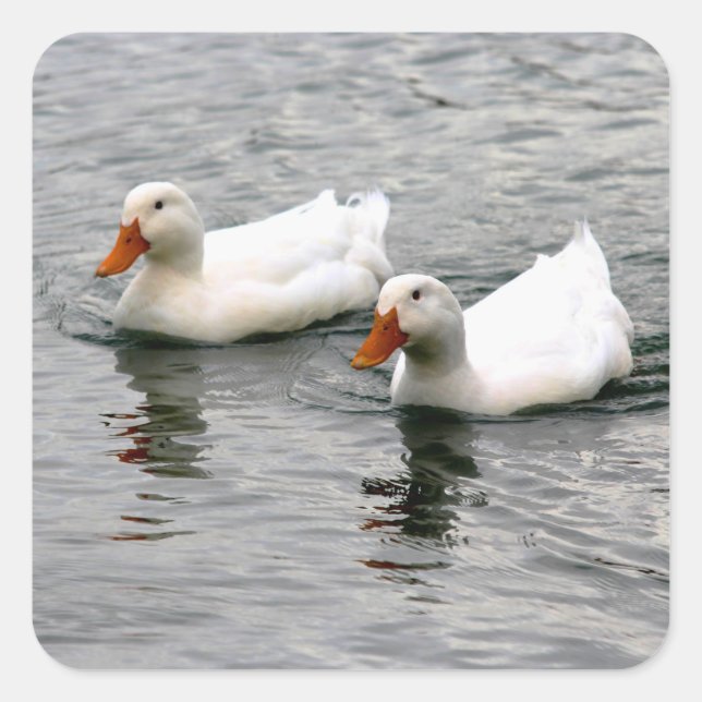 Friends For Life Quadratischer Aufkleber (Vorderseite)