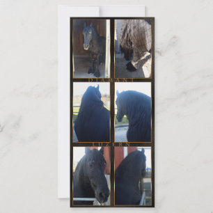 Friesian DIAMOND - Regal/Ansichtskarte