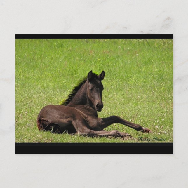 Friesian Foal Postcard Postkarte (Vorderseite)